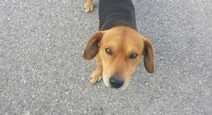 Бездомная собака спасла женщину от ограбления и напугала вора