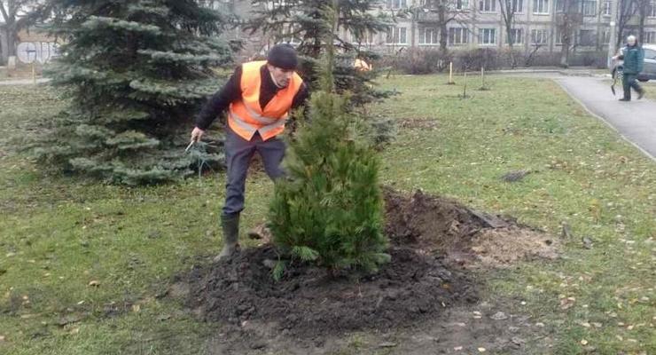 В Киеве высаживают "антивандальные" елки