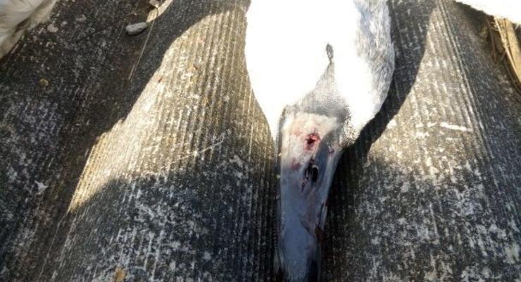 В Сумской области на озере жестоко расстреляли лебедей