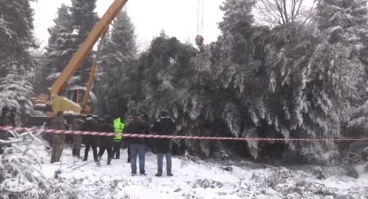 В Ивано-Франковской области срубили главную елку страны