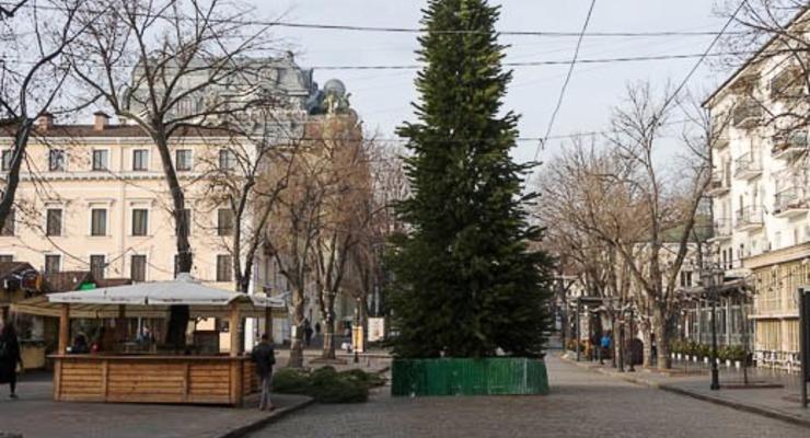 В Одессе для елки на Дерибасовской срубили 400 сосен
