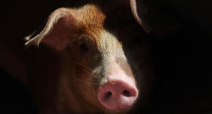Вспышку чумы свиней зафиксировали в Харьковской области