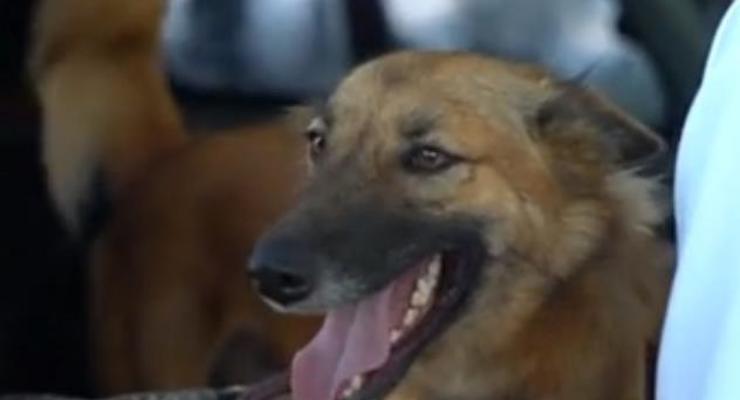 В Таиланде псу сделали высокотехнологичные протезы