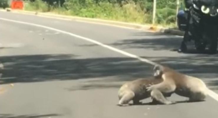 На видео попала драка двух коал на дороге
