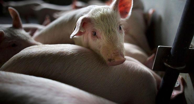 В Киевской области зафиксировали вспышку чумы у свиней