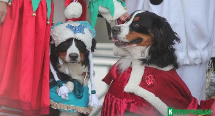 В Кременчуге провели новогодний собачий парад