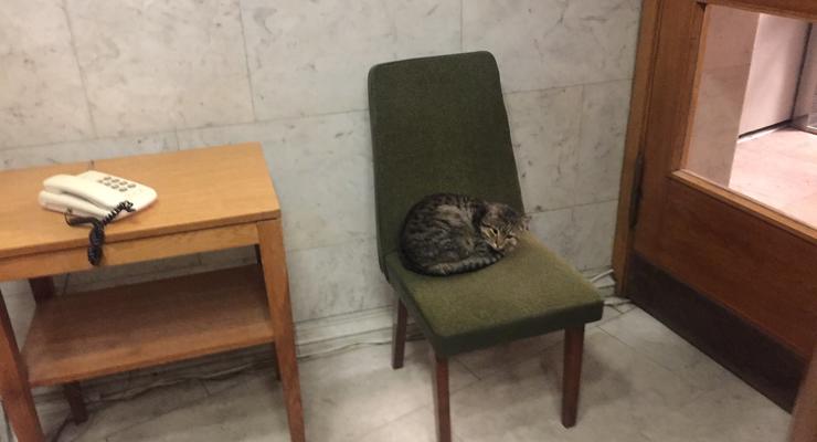 МИД Украины принял на работу кота