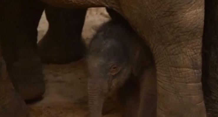В бельгийском зоопарке на Рождество родился слоненок