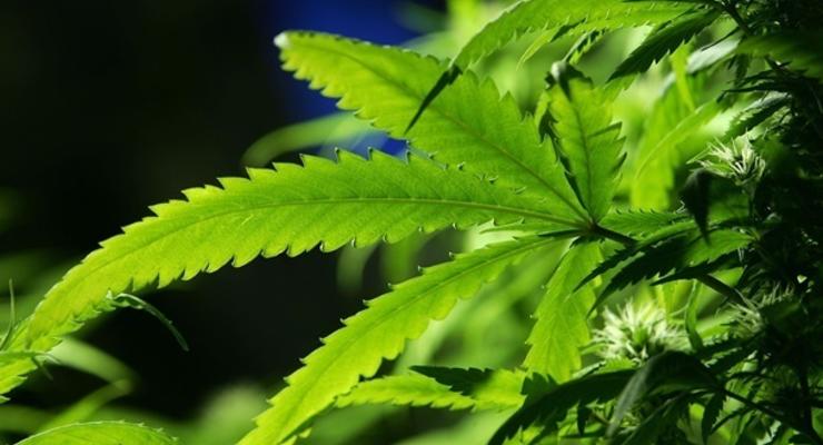 Крупнейший штат США узаконил рекреационную марихуану