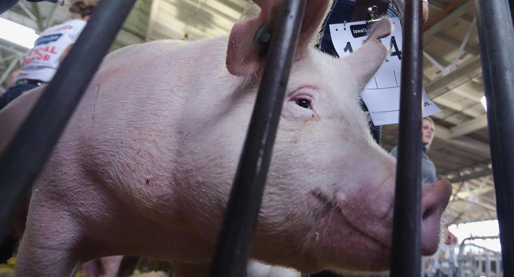 Вспышку чумы у свиней зафиксировали сразу в двух областях