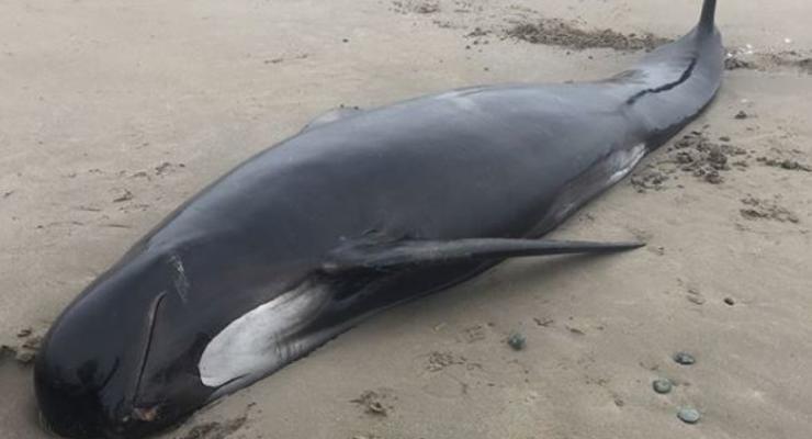 В Канаде десятки людей участвовали в спасении кита