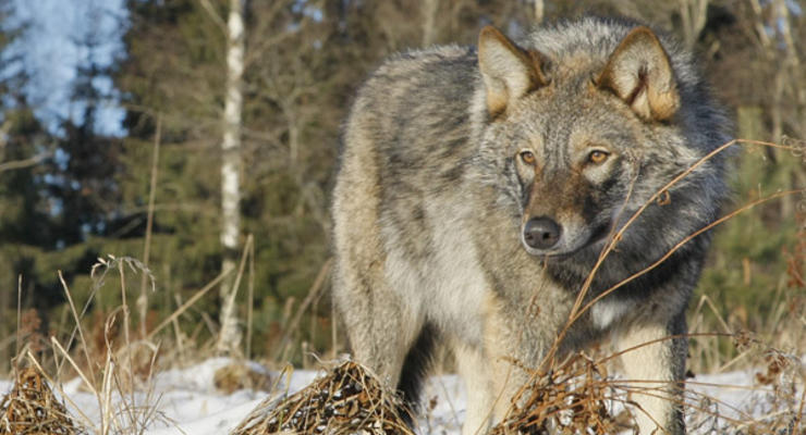 В Черниговской области волчица напала на людей
