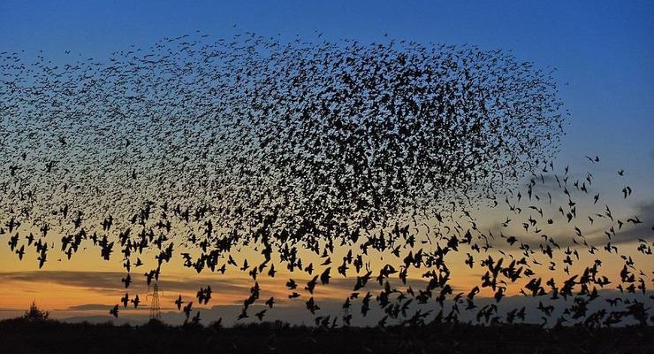 В Херсонской области погибли тысячи диких птиц