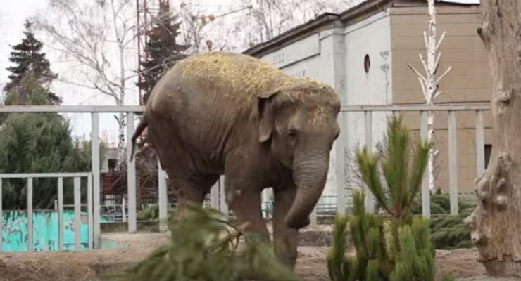 В Харьковском зоопарке слоны нашли новое применение елкам