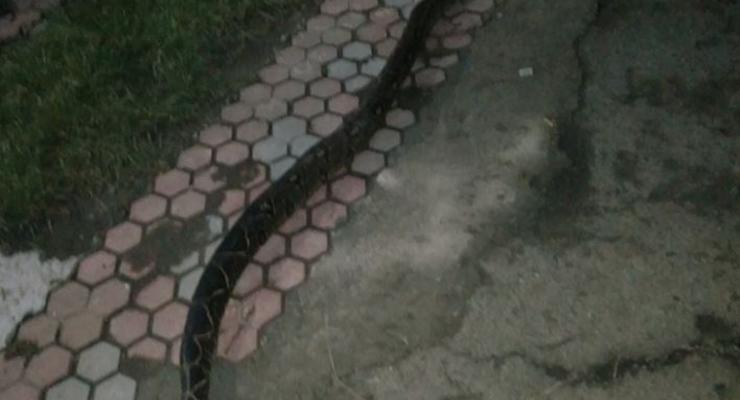 Жители Закарпатья встретили на улице гигантскую змею