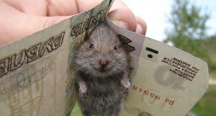 В Казахстане мыши атаковали банкомат и сгрызли все деньги