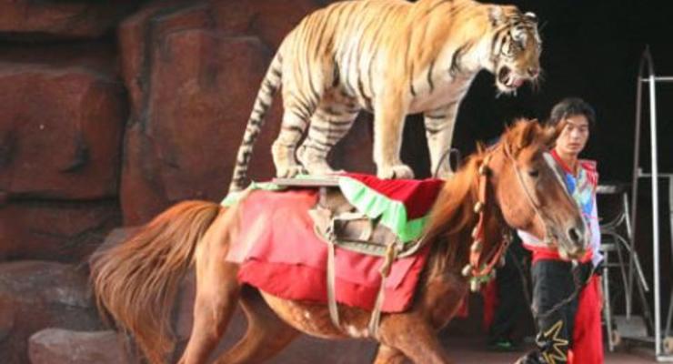 В китайском цирке львица и тигр набросились на коня