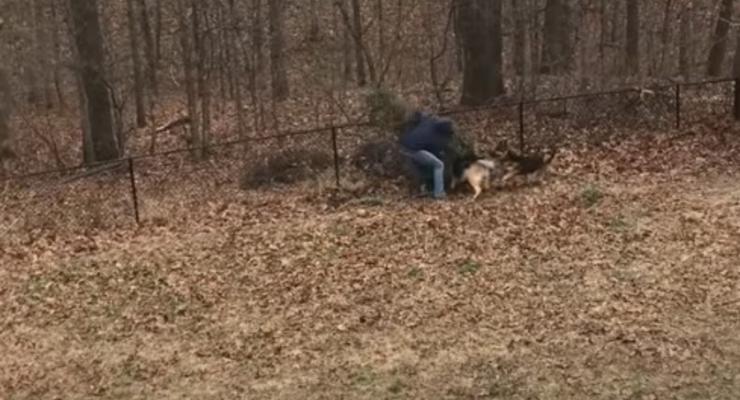Собаки помешали американцу выбросить елку