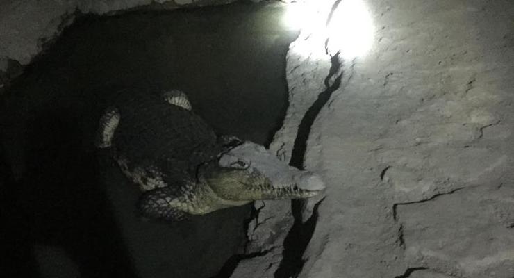 В Петербурге крокодил охранял тайник с оружием – СМИ