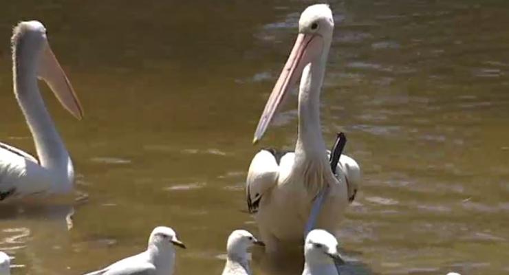 В Австралии пеликан с ножом в шее прогуливался по парку