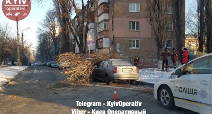 В Киеве тополь упал на припаркованные авто