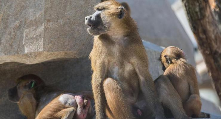 В зоопарке Парижа из вольера сбежали 52 бабуина