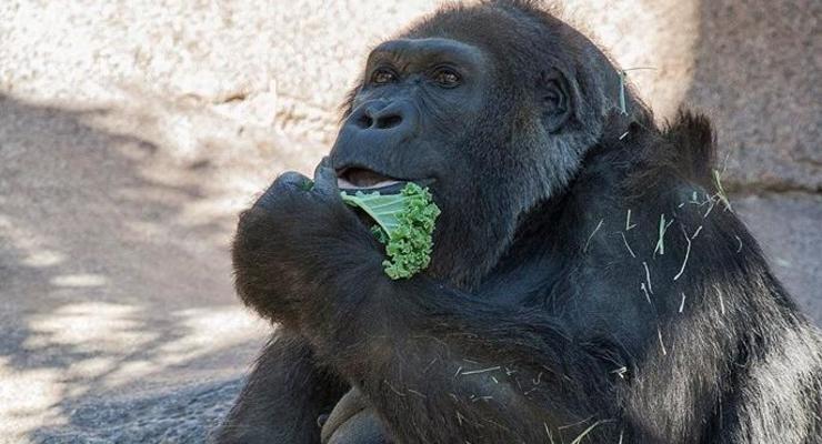 В зоопарке США умерла одна из старейших горилл