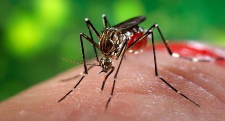 В Турции появились комары-переносчики лихорадки Зика