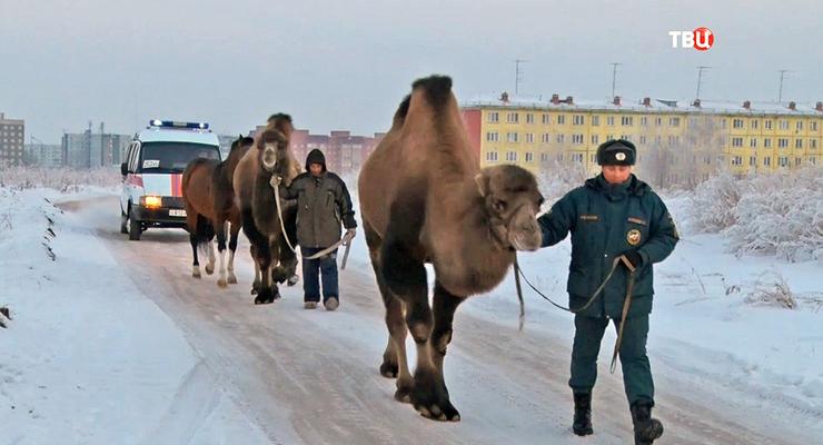 В России верблюд насмерть затоптал пьяного мужчину