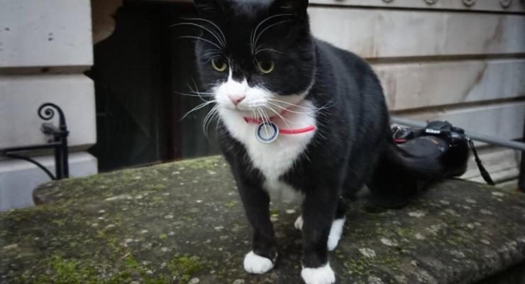 Служебного кота МИД Британии посадили на диету