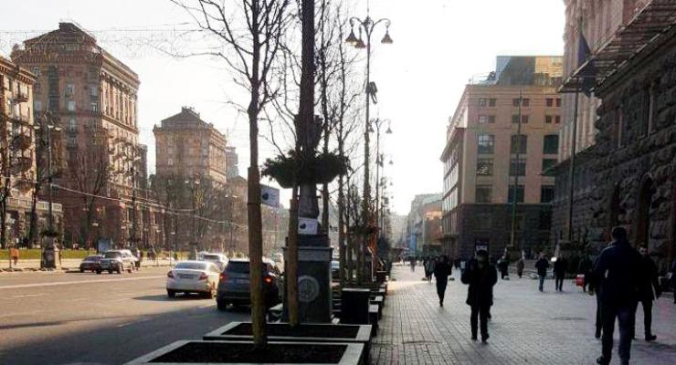 В центре Киева высадили экспериментальные деревья