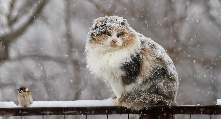 Гололед и снег: синоптики рассказали, с какой погоды начнется неделя в Украине