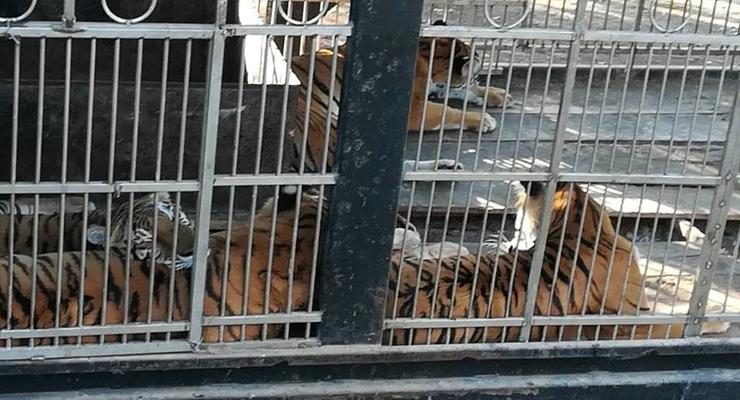 В Гватемале цирковые тигры оторвали смотрителю руки