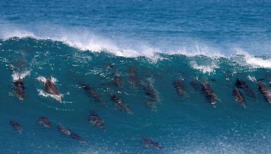 В Мексике на берег выбросились полсотни дельфинов