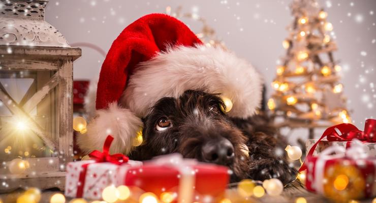 Новый год 2018: что означает год Желтой Собаки