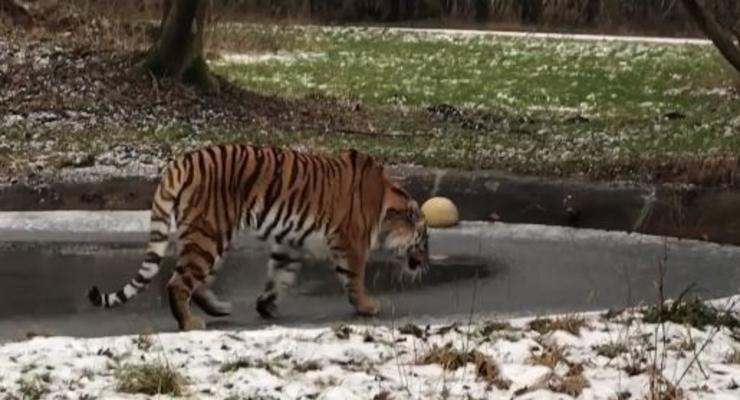 Смешного тигра на тонком льду засняли на видео