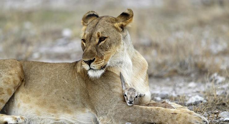 В национальном парке в Намибии львица удочерила антилопу