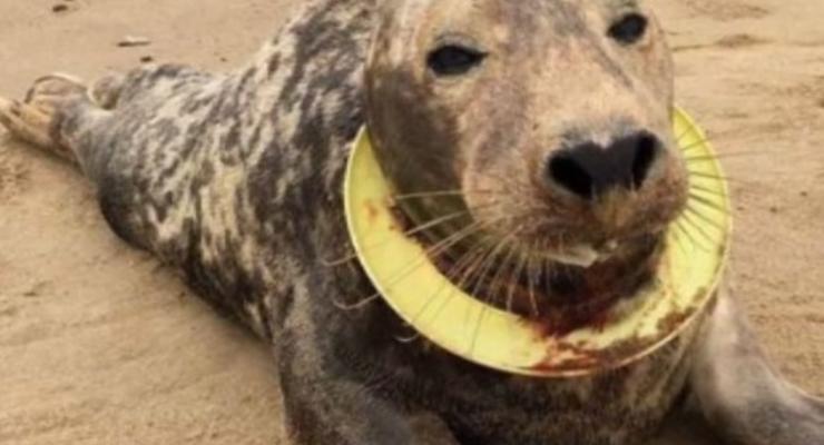В Британии спасли тюленя, которого душило фрисби