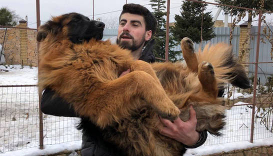 Полиция Киева вернула хозяину украденную овчарку