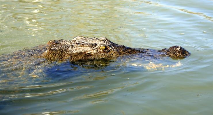 В Малави вор вступил в схватку с двумя крокодилами, убегая от погони