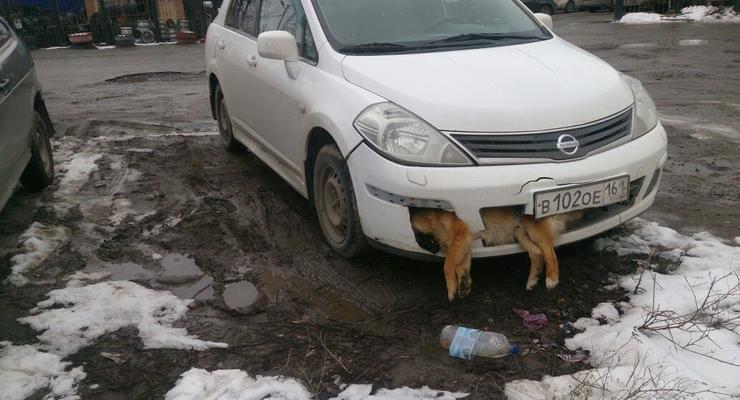 В РФ депутат несколько дней ездил с мертвой собакой в бампере