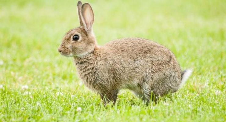 В Новой Зеландии создали вирус для убийства кроликов
