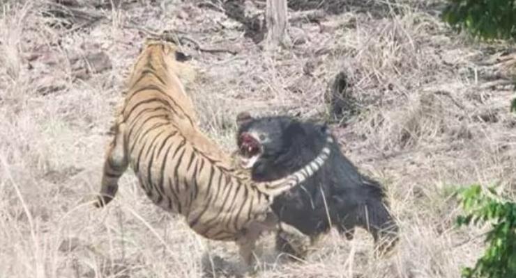 В Индии сняли на видео схватку медведя с тигром