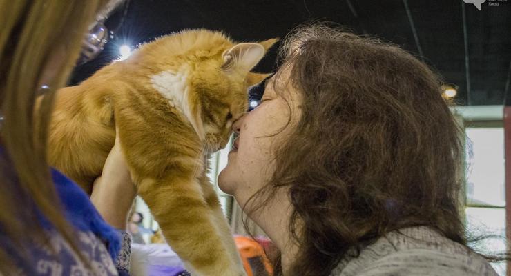 Битва гигантов: в Киеве выбирали крупнейшего кота