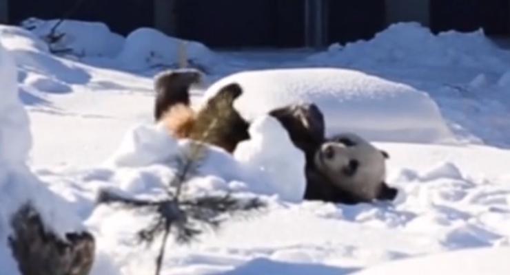 В Финляндии показали двух китайских панд