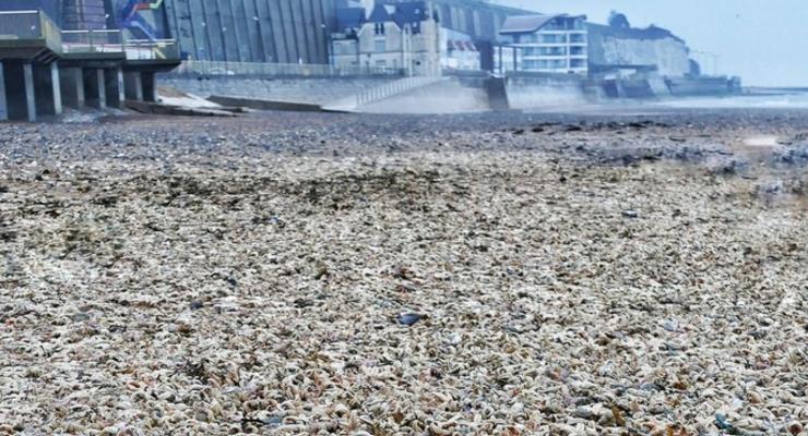 На берег Великобритании выбросило десятки тысяч морских звезд