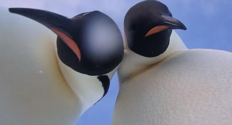 Императорские пингвины нашли камеру и сделали селфи