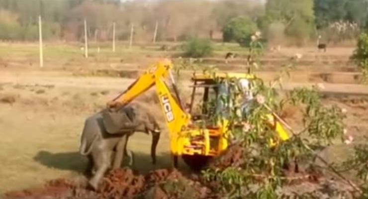 В Индии экскаватор вытащил слоненка, а тот напал на спасителя