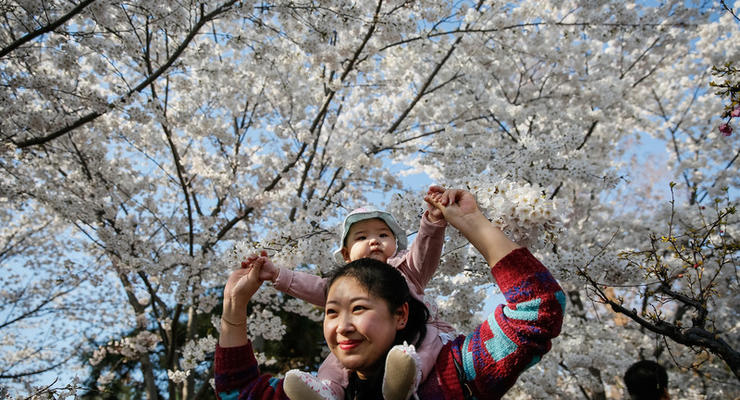 В Китае начался сезон цветения вишни