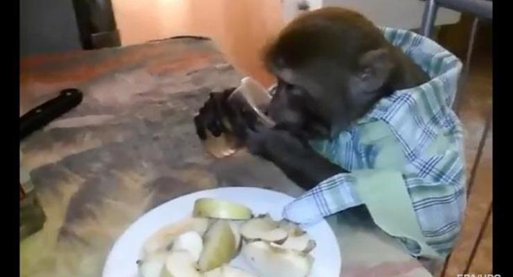 Россиянин научил обезьяну пить водку залпом и закусывать